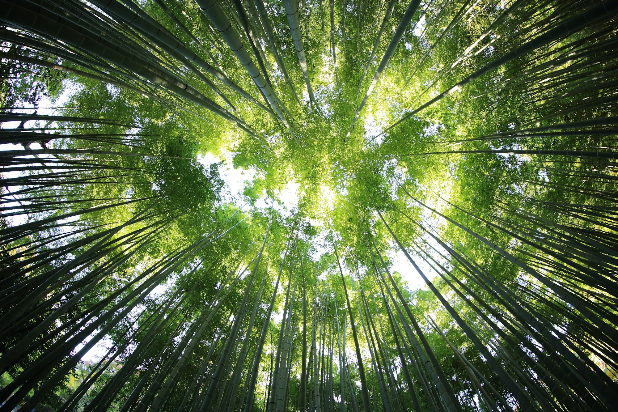 竹林を見上げた緑のイメージ
